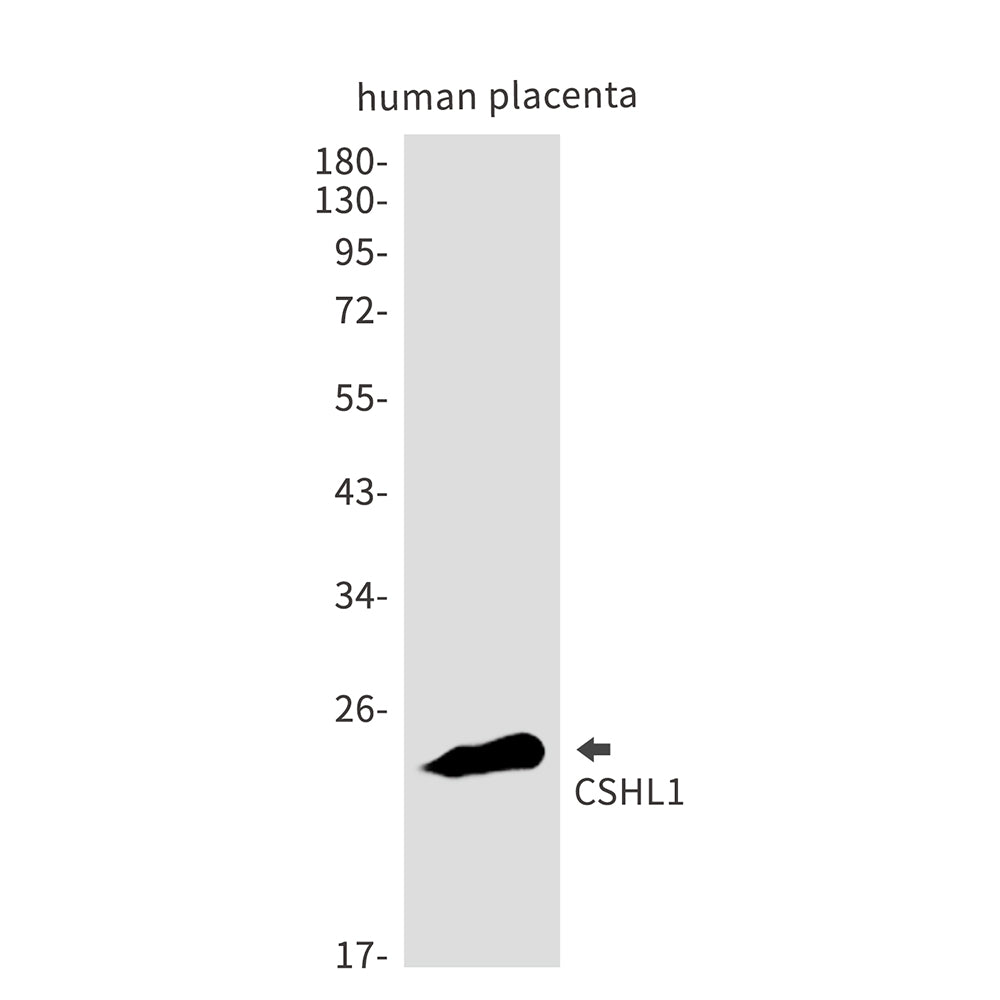 Anti-CSHL1 Rabbit Monoclonal Antibody