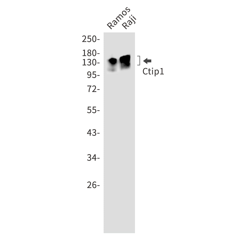 Anti-Ctip1 Rabbit Monoclonal Antibody