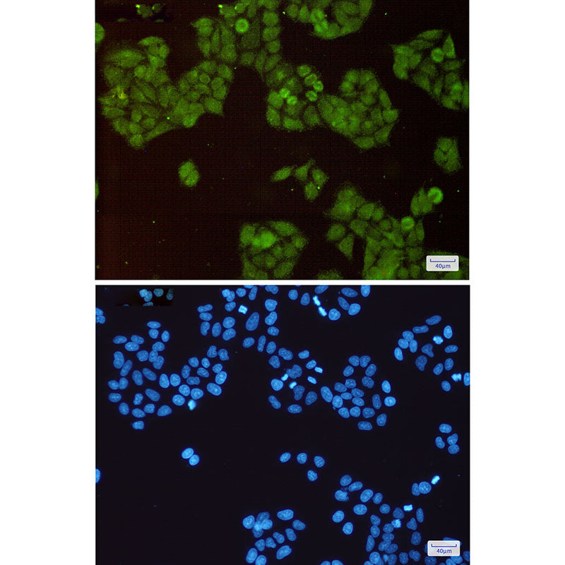 Anti-Cullin 1 Rabbit Monoclonal Antibody