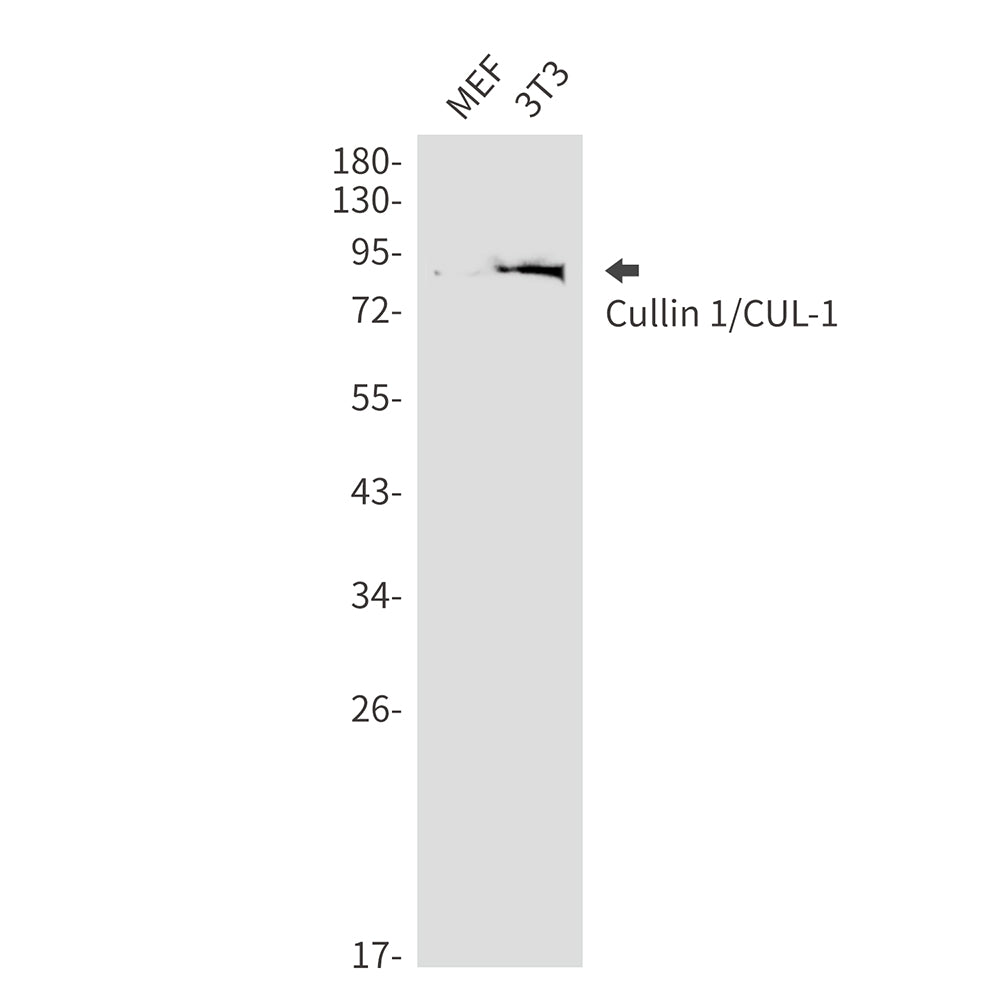 Anti-Cullin 1 Rabbit Monoclonal Antibody