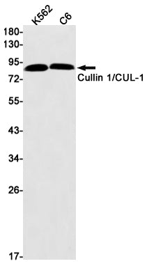 Anti-Cullin 1 Rabbit Monoclonal Antibody