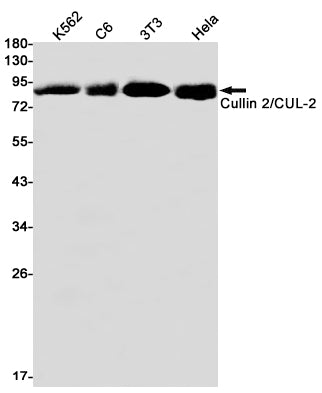 Anti-Cullin 2 Rabbit Monoclonal Antibody
