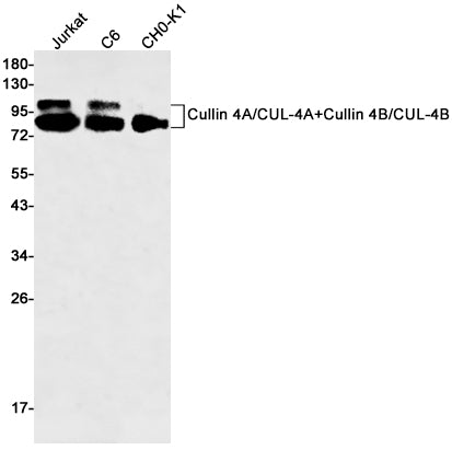 Anti-Cullin 4A/4B Rabbit Monoclonal Antibody
