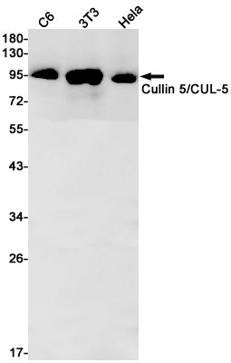 Anti-Cullin 5 Rabbit Monoclonal Antibody