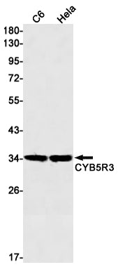 Anti-CYB5R3 Rabbit Monoclonal Antibody