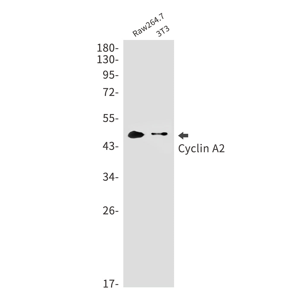 Anti-Cyclin A2 Rabbit Monoclonal Antibody
