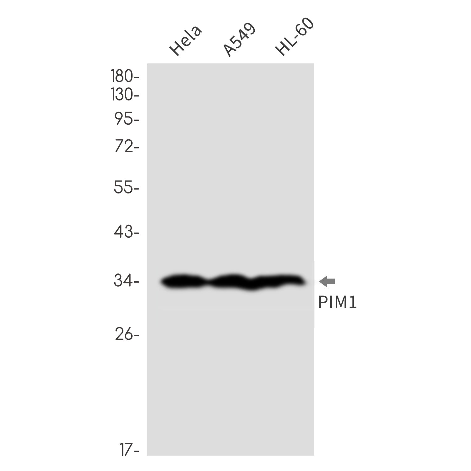 Anti-Cyclin A2 Rabbit Monoclonal Antibody