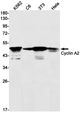Anti-Cyclin A2 Rabbit Monoclonal Antibody