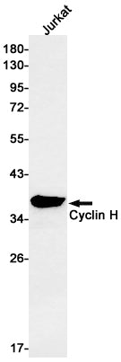 Anti-Cyclin H Rabbit Monoclonal Antibody