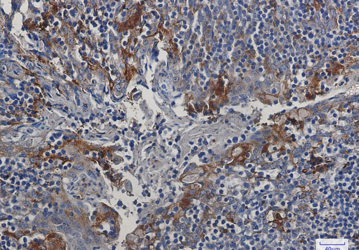 Anti-Cystatin C Rabbit Monoclonal Antibody