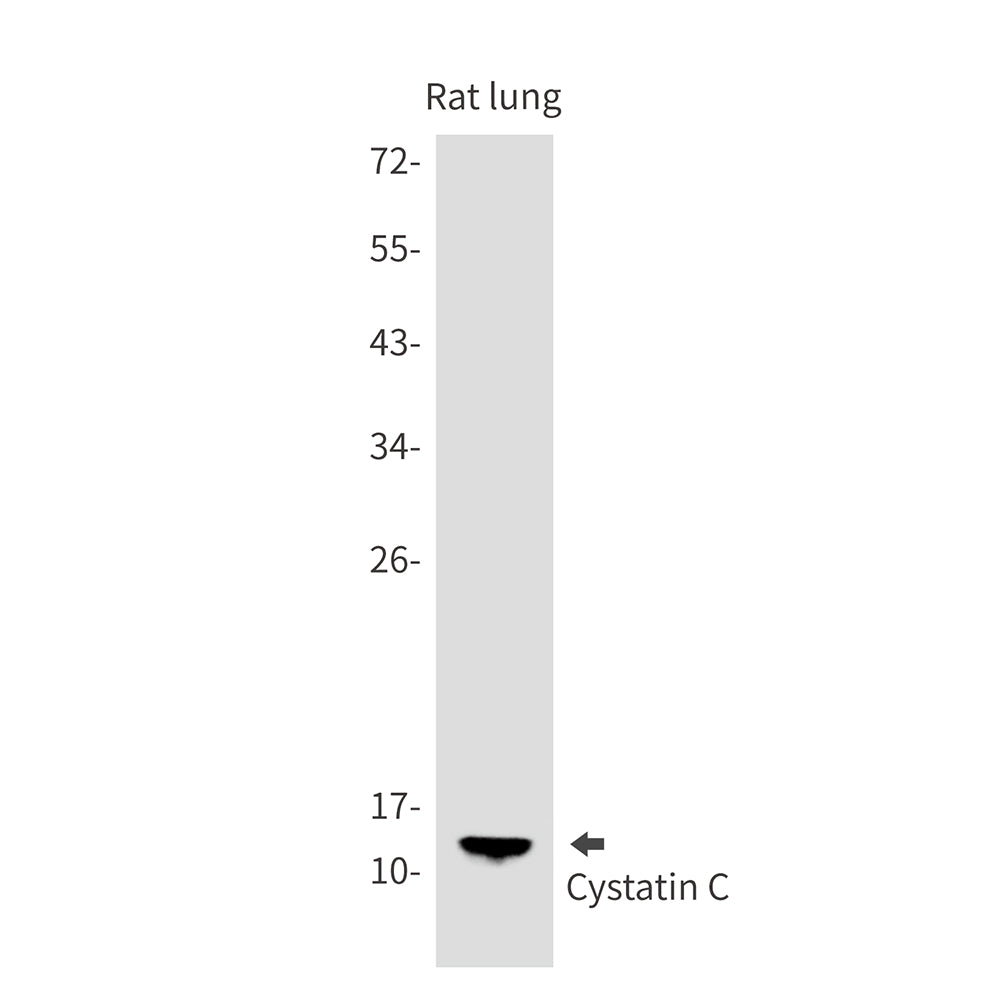 Anti-Cystatin C Rabbit Monoclonal Antibody