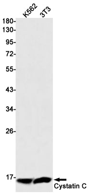 Anti-Cystatin C Rabbit Monoclonal Antibody