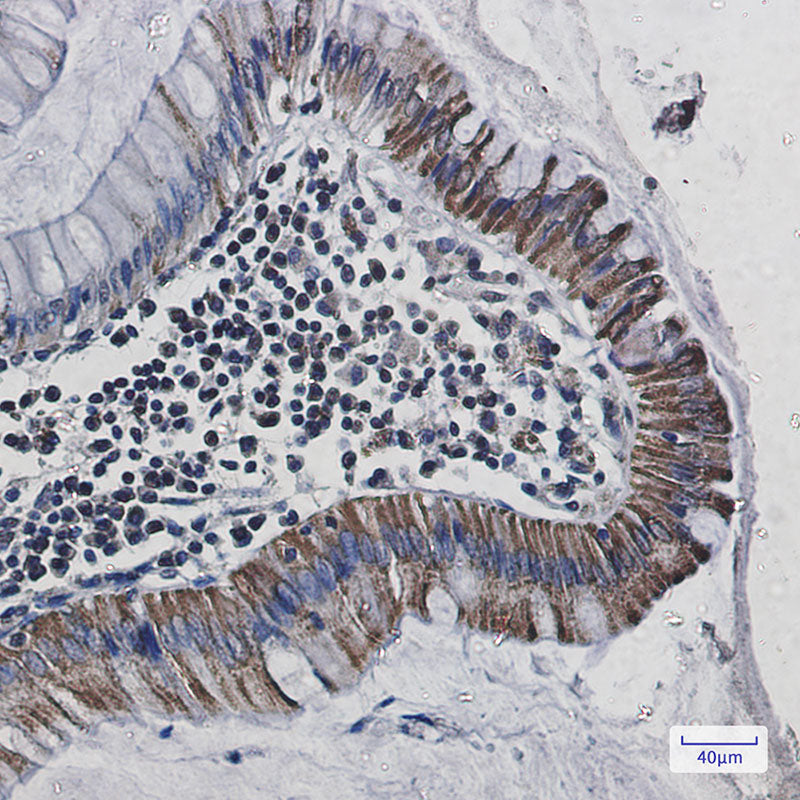 Anti-Cytochrome C Oxidase subunit Vic Rabbit Monoclonal Antibody