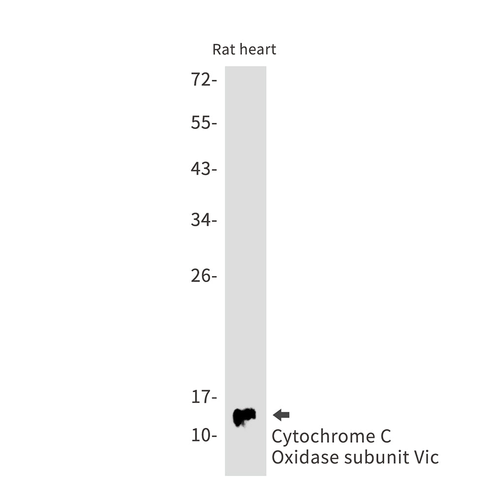 Anti-Cytochrome C Oxidase subunit Vic Rabbit Monoclonal Antibody