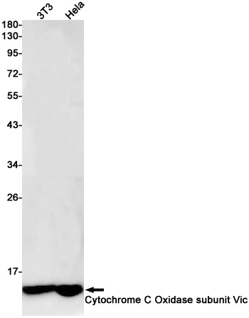 Anti-Cytochrome C Oxidase subunit Vic Rabbit Monoclonal Antibody
