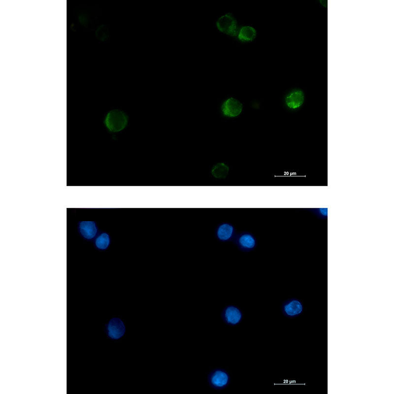 Anti-Cytochrome C Rabbit Monoclonal Antibody
