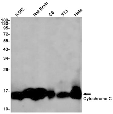 Anti-Cytochrome C Rabbit Monoclonal Antibody