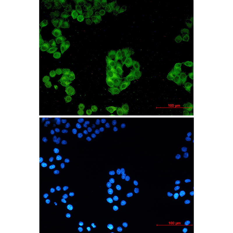 Anti-Cytochrome P450 Reductase Rabbit Monoclonal Antibody