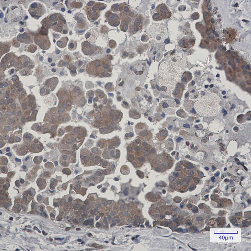 Anti-Cytochrome P450 Reductase Rabbit Monoclonal Antibody