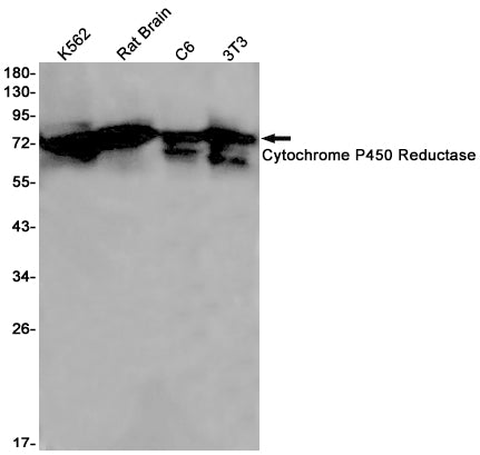 Anti-Cytochrome P450 Reductase Rabbit Monoclonal Antibody