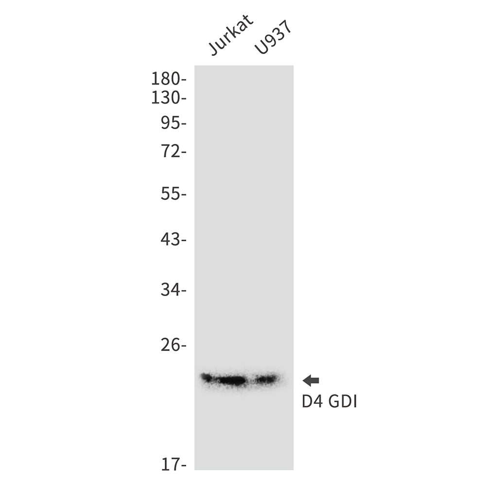 Anti-D4 GDI Rabbit Monoclonal Antibody