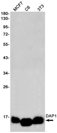 Anti-DAP1 Rabbit Monoclonal Antibody