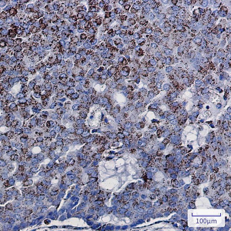 Anti-DCI Rabbit Monoclonal Antibody
