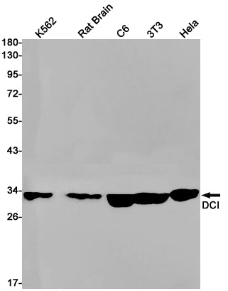 Anti-DCI Rabbit Monoclonal Antibody