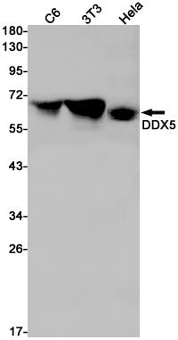 Anti-DDX5 Rabbit Monoclonal Antibody