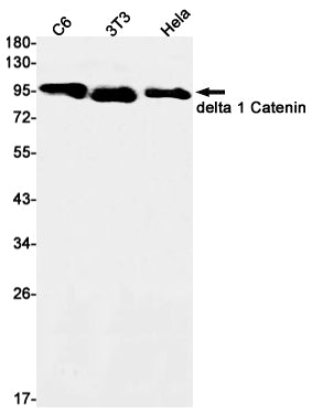 Anti-delta 1 Catenin Rabbit Monoclonal Antibody
