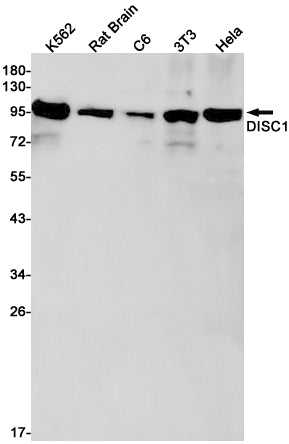 Anti-DISC1 Rabbit Monoclonal Antibody