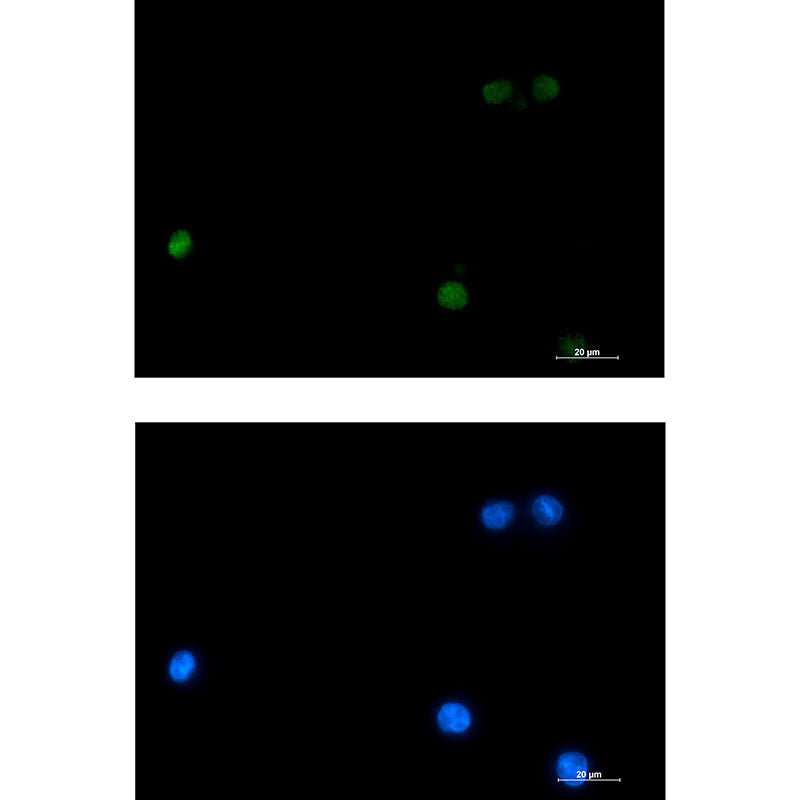 Anti-DLX4 Rabbit Monoclonal Antibody