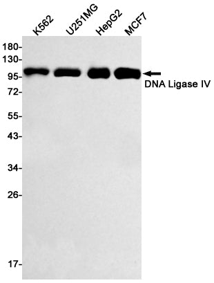 Anti-DNA Ligase IV Rabbit Monoclonal Antibody