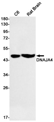 Anti-DNAJA4 Rabbit Monoclonal Antibody