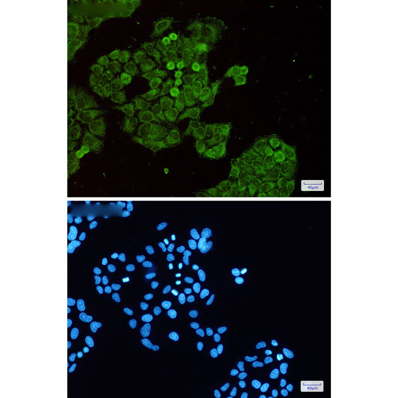 Anti-Dnmt1 Rabbit Monoclonal Antibody