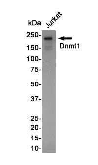 Anti-Dnmt1 Rabbit Monoclonal Antibody