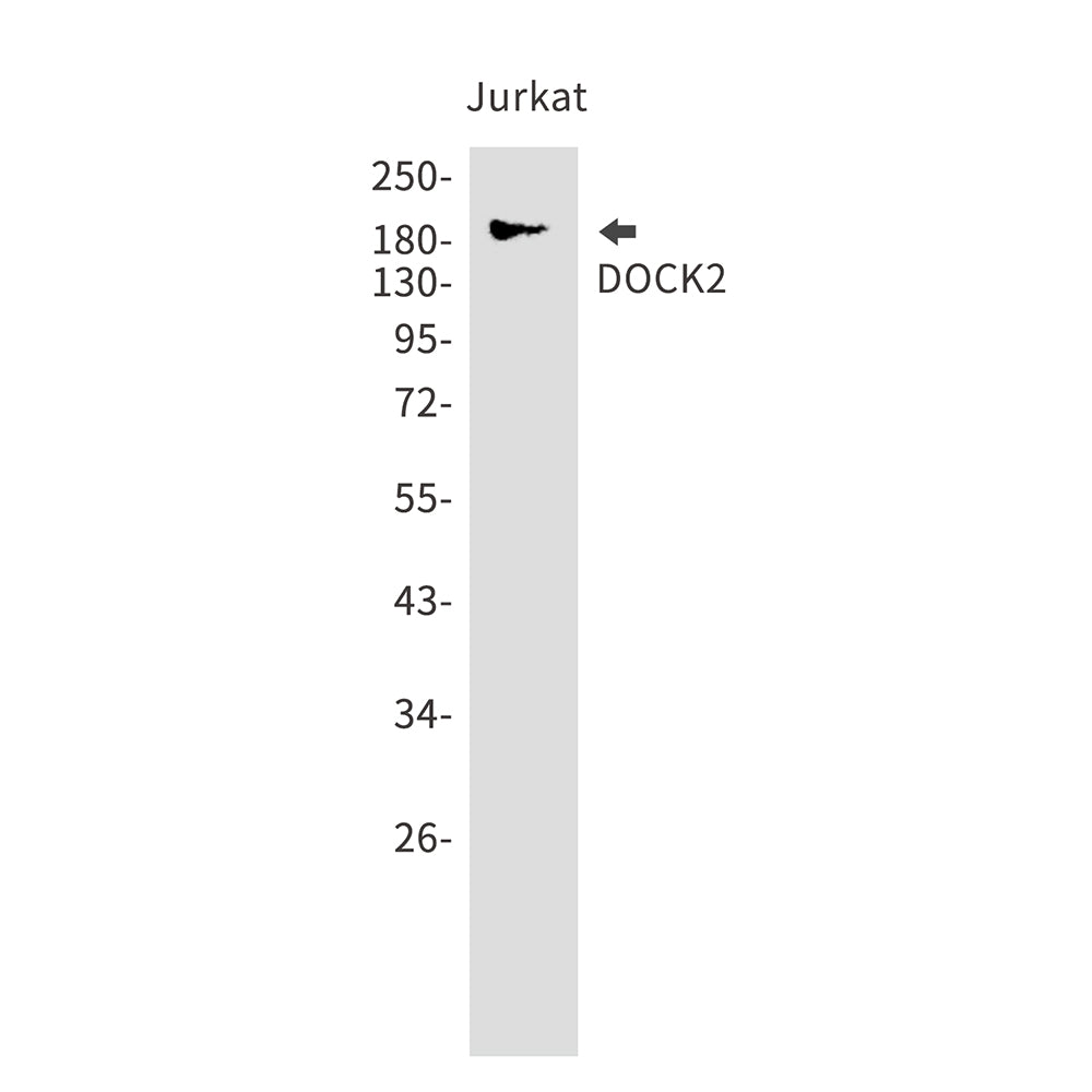 Anti-DOCK2 Rabbit Monoclonal Antibody