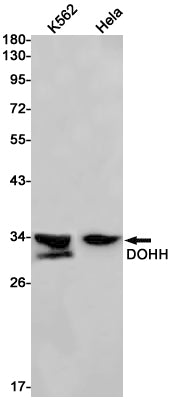 Anti-DOHH Rabbit Monoclonal Antibody