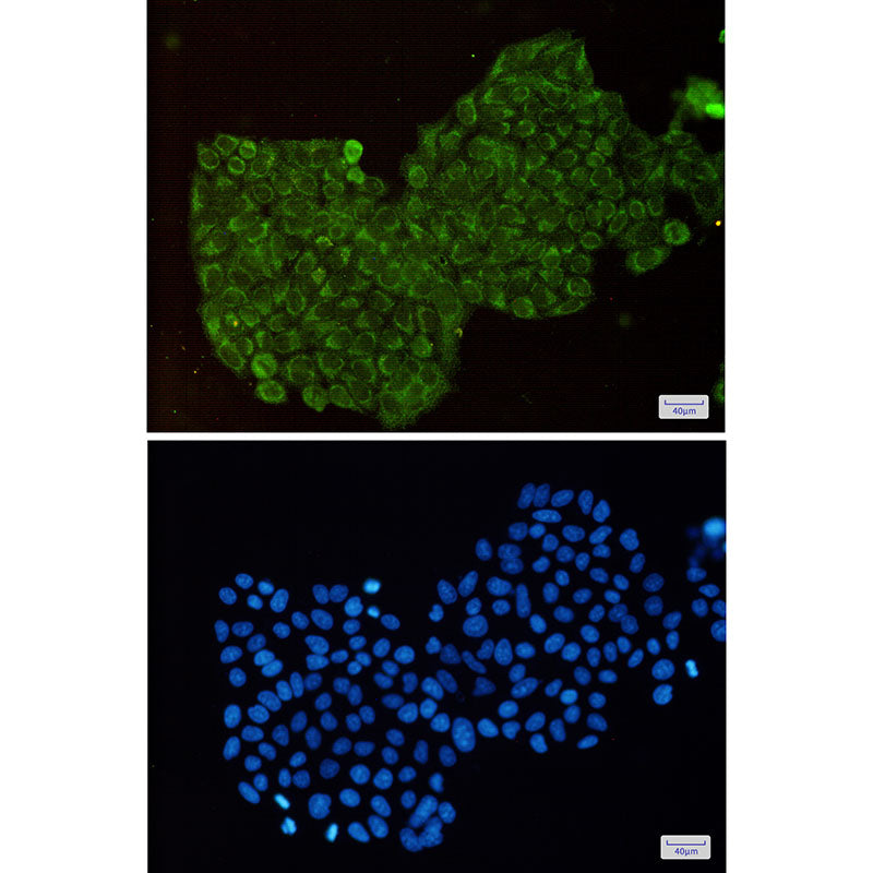 Anti-DPD Rabbit Monoclonal Antibody