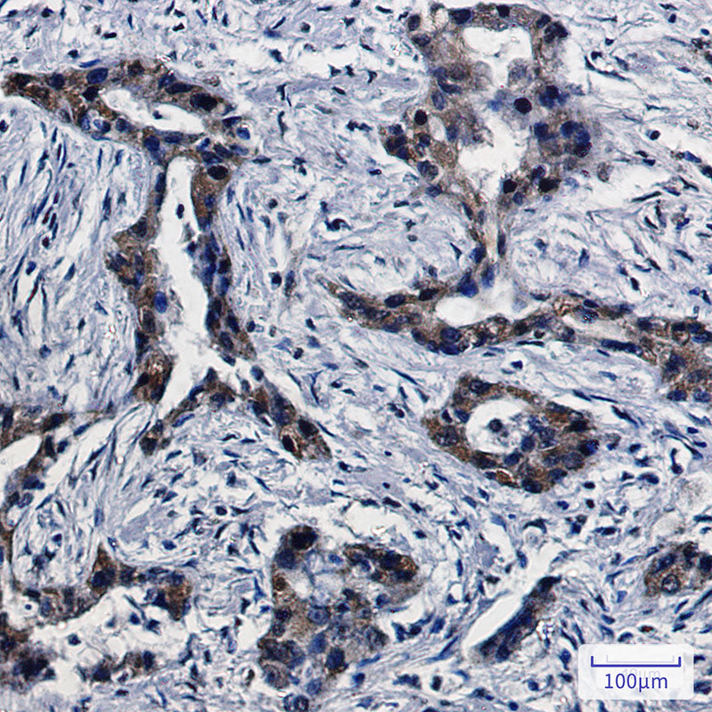 Anti-DPD Rabbit Monoclonal Antibody