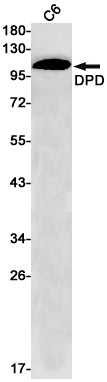 Anti-DPD Rabbit Monoclonal Antibody