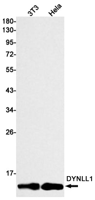 Anti-DYNLL1 Rabbit Monoclonal Antibody