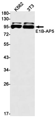 Anti-E1B AP5 Rabbit Monoclonal Antibody