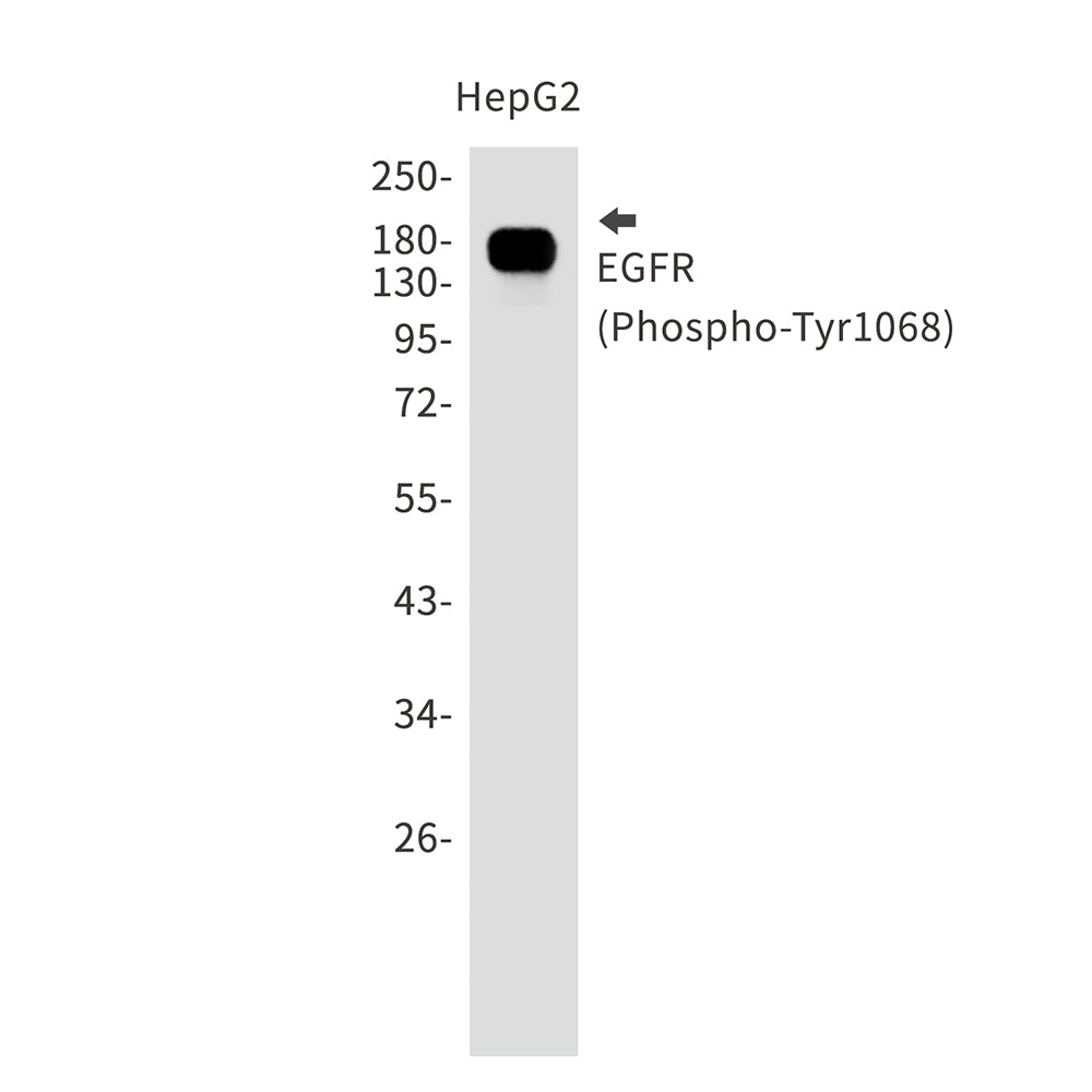 Anti-Phospho-EGFR (Tyr1068) Rabbit Monoclonal Antibody