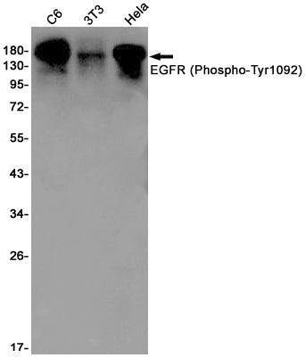 Anti-Phospho-EGFR (Tyr1092) Rabbit Monoclonal Antibody