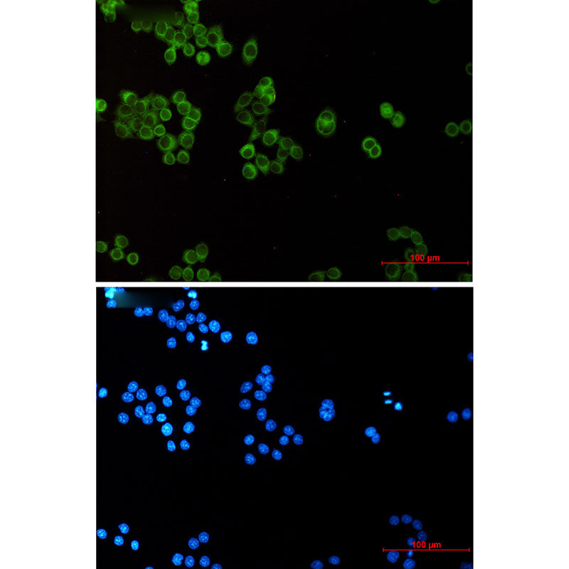 Anti-EHD1 Rabbit Monoclonal Antibody