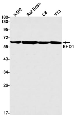 Anti-EHD1 Rabbit Monoclonal Antibody