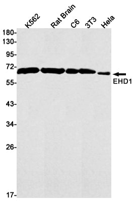 Anti-EHD1 Rabbit Monoclonal Antibody