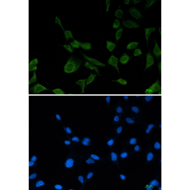 Anti-eIF1A Rabbit Monoclonal Antibody