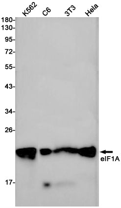 Anti-eIF1A Rabbit Monoclonal Antibody